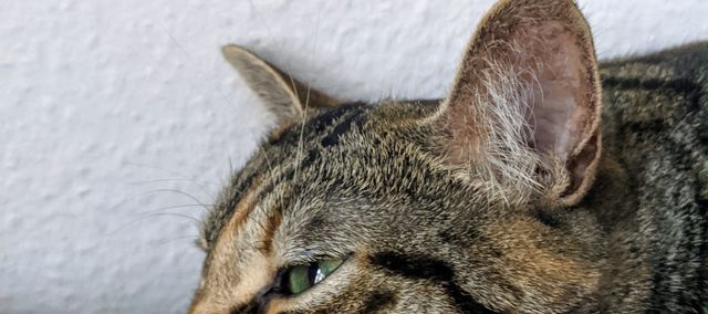 Moi