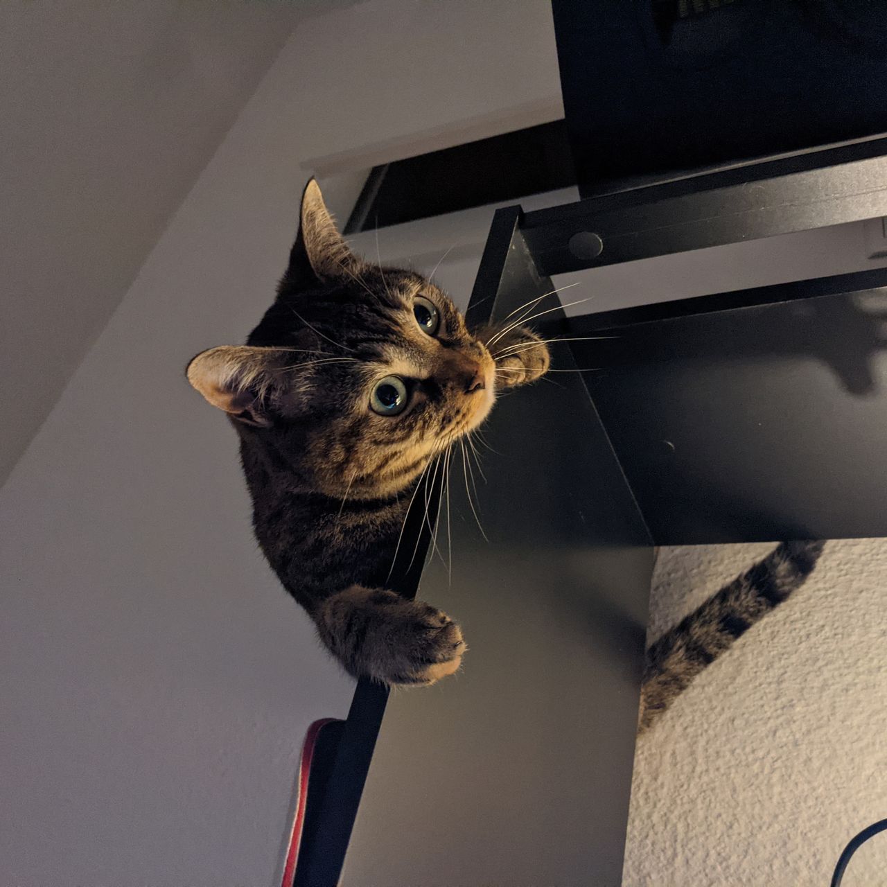 Un chat
