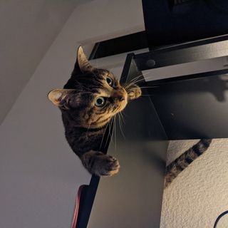 Un chat