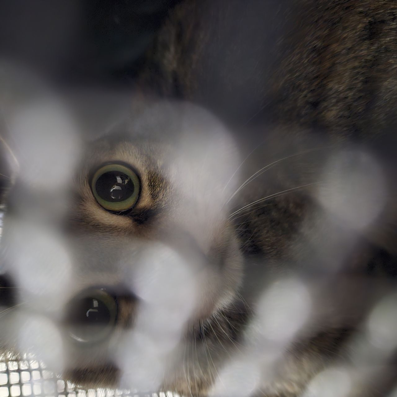 Un chat en cage