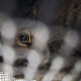 Un chat en cage