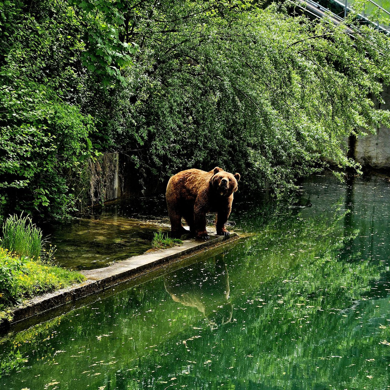 Un ours