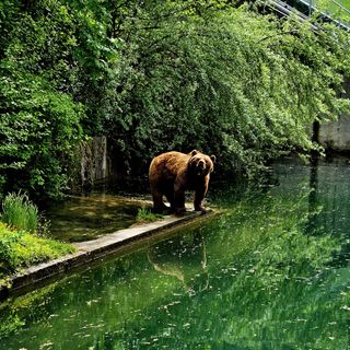 Un ours